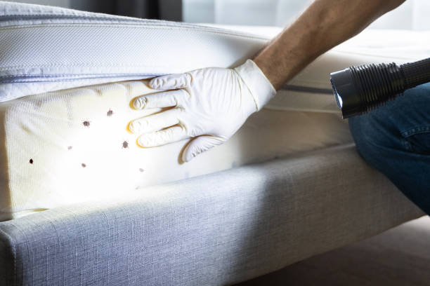 Best Affordable Pest Control Services  in Lantana, TX